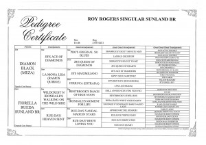 pedigree_royrogers