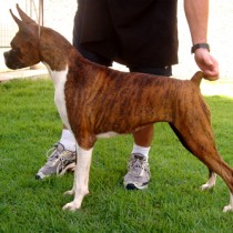 diva_capa_1