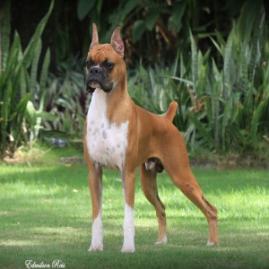 bruce_1