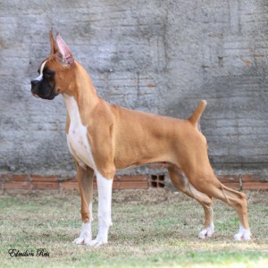 hagler_1