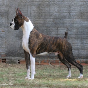 zorro_1