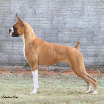 luna_1