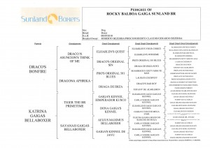 pedigree_rocky2